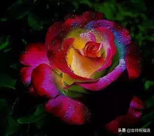 情人节礼物送什么明天情人节，送你999滴水玫瑰，太太太太美了，祝你美满幸福