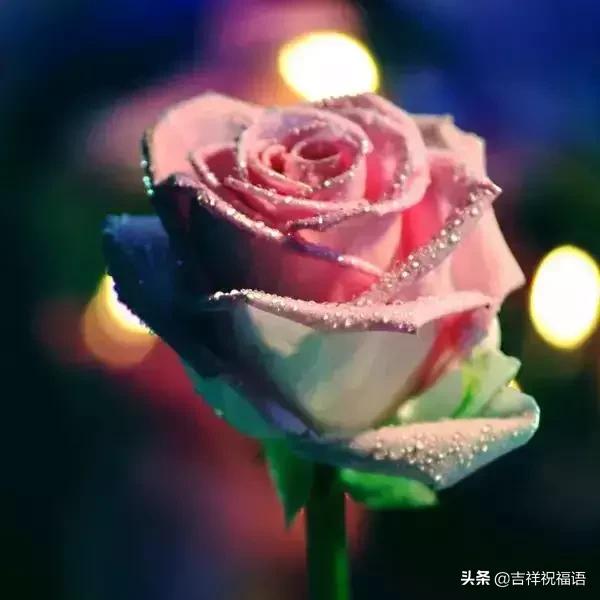 情人节礼物送什么明天情人节，送你999滴水玫瑰，太太太太美了，祝你美满幸福