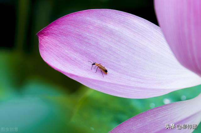 荷花拍照10个技巧，帮你把荷花拍得不一般