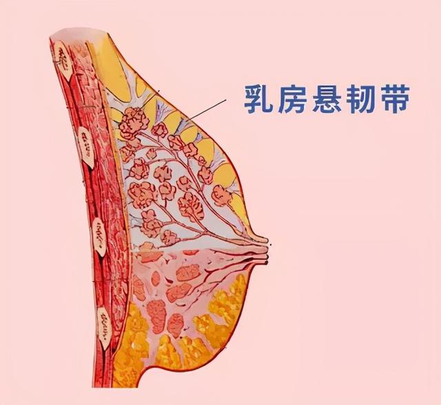 女朋友的胸，为什么忽大忽小？ 情人节送女朋友礼物