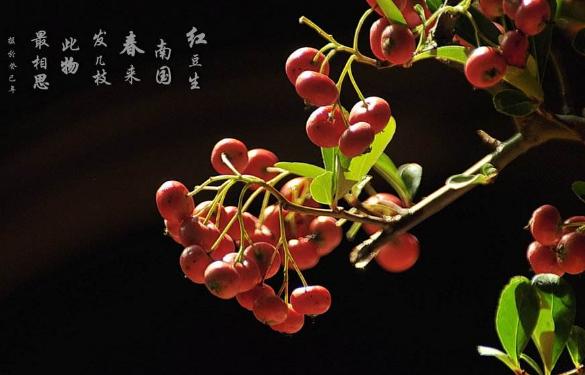 情人节送男友什么礼物古代情人节，都用哪些花，来象征爱情？