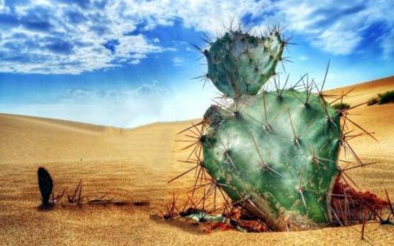 骆驼吃仙人掌不怕刺吗骆驼吃仙人掌不怕刺吗科学作文