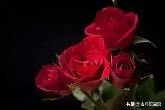情人节送玫瑰花的含义5201314， 送你999玫瑰花，祝你爱情甜甜蜜蜜