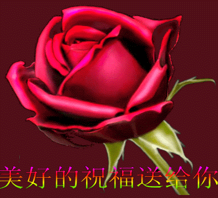 今年情人节流行送什么明日七夕情人节，999999玫瑰花送给群里所有朋友！谁打开
