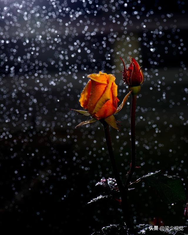情人节送男友什么好情人节，一组玫瑰花祝您节日快乐