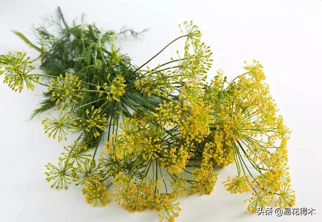 七夕送女朋友什么礼物好最有意义七夕情人节鲜花如何选？掌握这5点就可以买