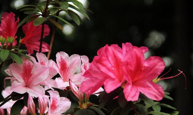表达友谊送女性朋友鲜花,女生生日送什么花