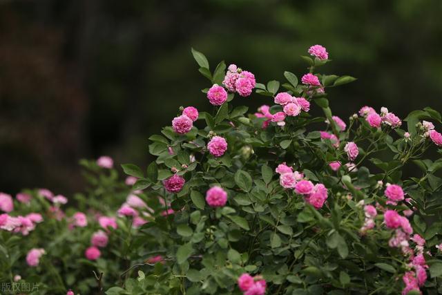 经典月季花语录，月季花开应月明