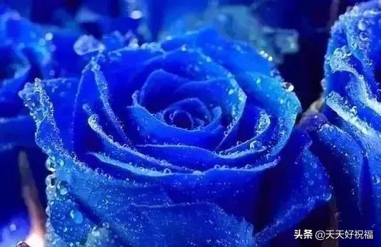 情人节送玫瑰花图片今日七夕情人节，999朵玫瑰送给所有的朋友！祝你节日快乐