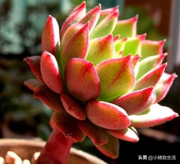 情人节送礼物情人节送玫瑰，就送这8种“永不凋谢”的多肉玫瑰，象征天长地