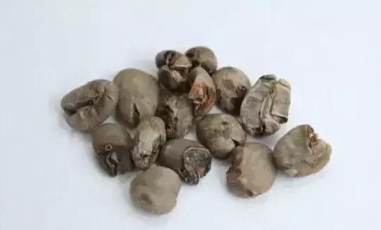 印尼顶级麝香猫咖啡，除了麝香猫咖啡