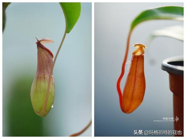 通向死亡的甜蜜诱惑，什么猪笼草是最好养（大量吸食它，可致人瘫痪、死亡）