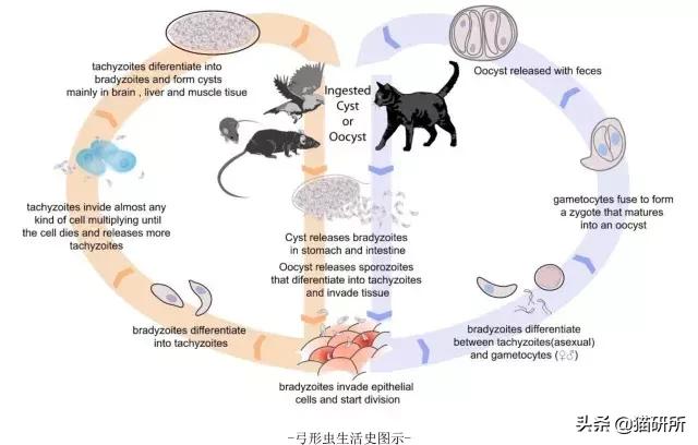 如何去除猫咪弓形虫，如何让猫咪远离弓形虫