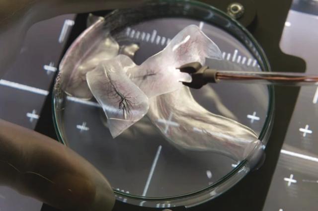 异星觉醒好看吗（异星觉醒里的卡尔文）