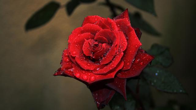 玫瑰花全屏锁屏壁纸,玫瑰花图片大全大图高清玫瑰