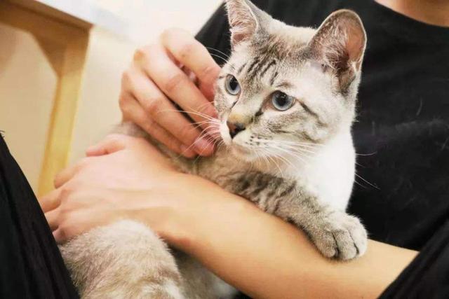 上班族绝配？欧拉白猫上市，续航401km、补贴售价7.08万起