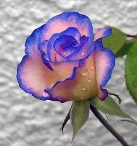 今年情人节流行送什么情人节快乐！所有罕见的玫瑰，送给好友！