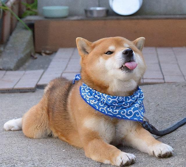 柴犬尴尬期后的表现，柴犬尴尬期鬼见愁