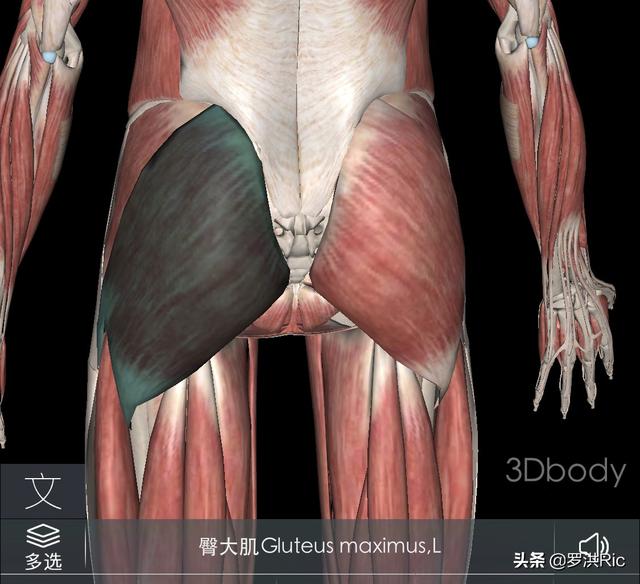 在健身房怎麼練出翹臀來 健身減肥達人 第3张