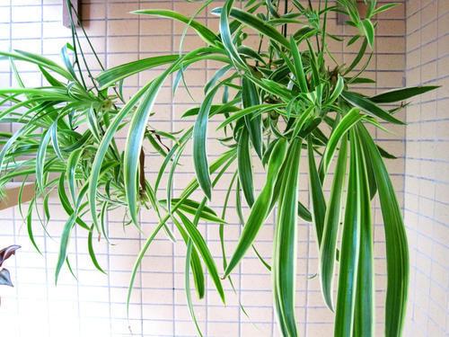 吊兰怎么养才能爆盆，养吊兰只需要注意三点