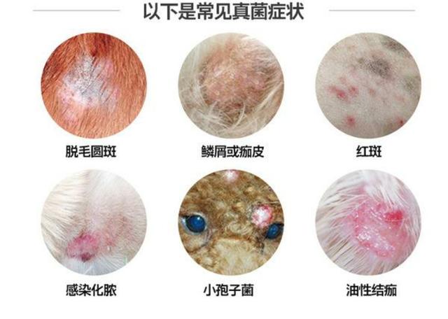 辟謠：貓咪感染貓癬以後就治不好了？檢查下是不是治療方式錯了 萌趣萌寵 第4张