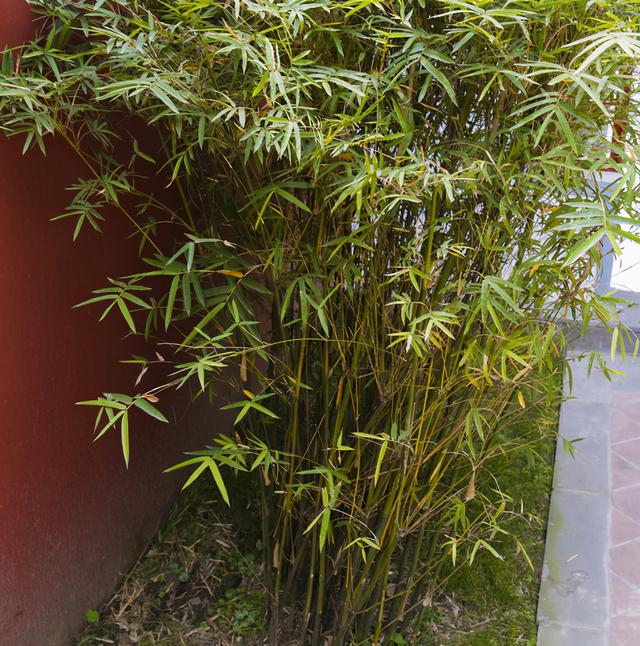 观音竹富贵竹的养护方法，家里都种几株还能净化空气