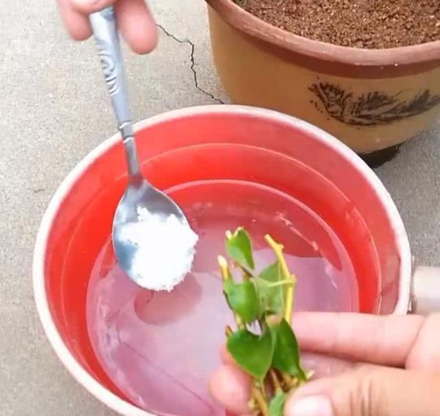 情人节送给女朋友什么礼物收到的玫瑰花，4个小技巧，不凋零不早落，爱情长