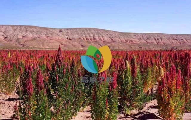 藜麦的作用与功效，藜麦的功效（藜麦作用和功效）