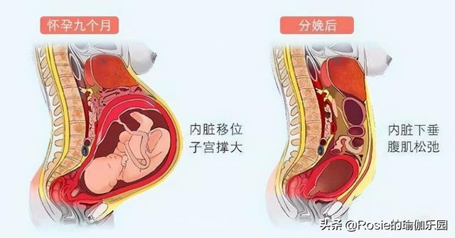 高圓圓超美竟有小肚子，如何快速瘦小腹？分清原因高效瘦 健身減肥達人 第6张