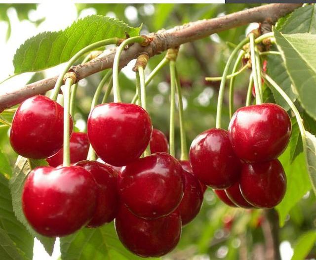 辽宁的物产有哪些，辽宁特有的水果