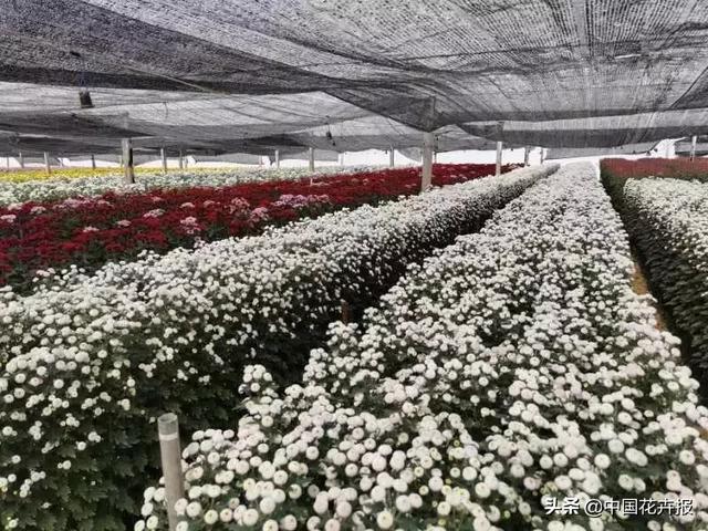 今年情人节送什么好谁说情人节没有鲜花？请签收我为您种下的这片花海