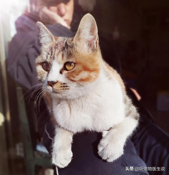 陪主人沐浴陽光的三花貓，思考曾經流浪的生活 萌趣萌寵 第1张