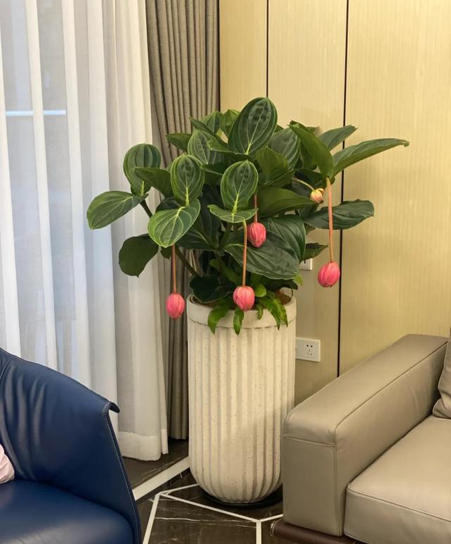 花期长的网红植物，年年是“开花机器”