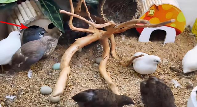 鹌鹑是保护动物吗，芦丁鸡算保护动物