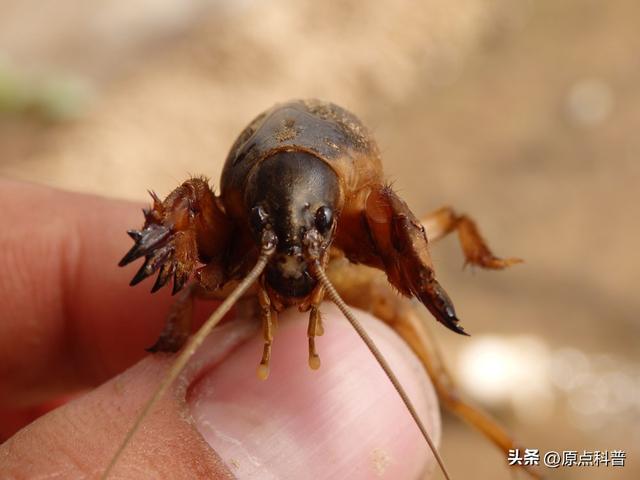 盘点童年玩过的十种昆虫，童年玩过的10种昆虫