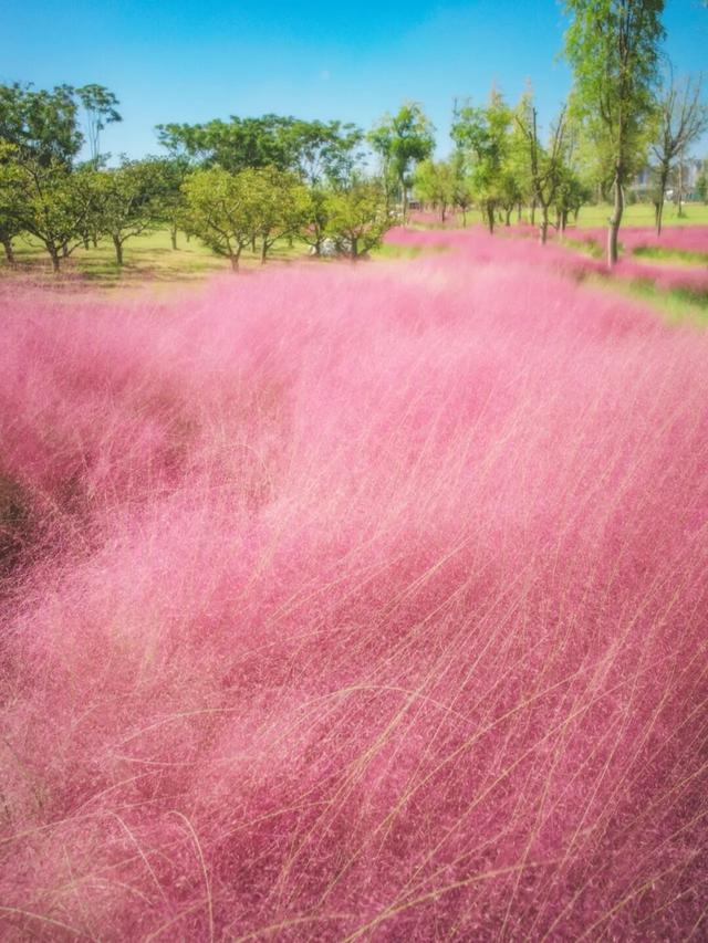 粉黛草向日葵彼岸花海...成都有多少惊喜，粉黛花海花期50天