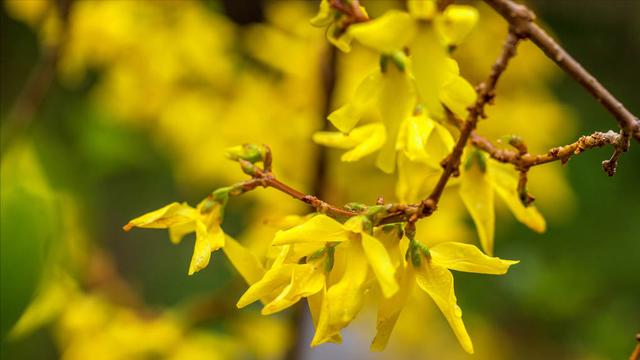 若待上林花似锦，唐诗经典关于春天（春风花草香，“国潮”增芬芳）
