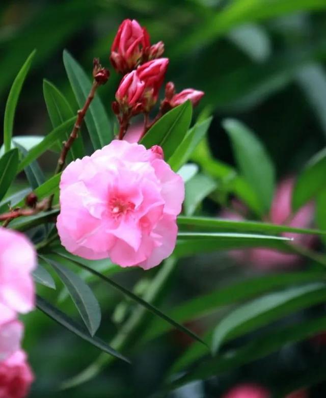 令尊令堂的别称是什么，令尊令堂