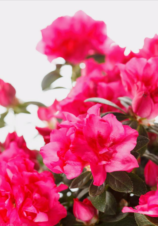 花开有期只为在最美时光里遇见你，一花一深情花如人生