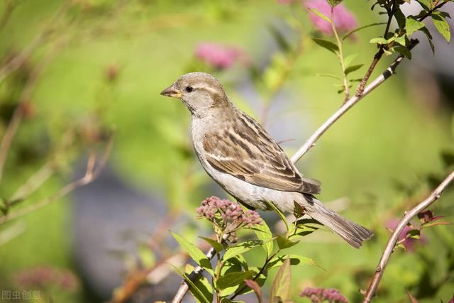 乌鸦哥绘画，阿庆哥画鸟