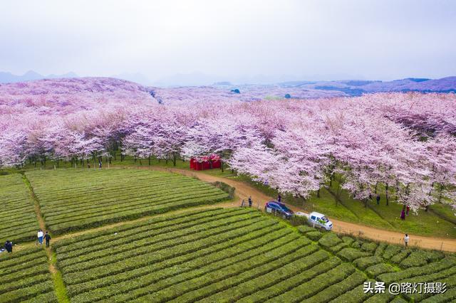 贵州平坝的樱花开到什么时候，贵州贵阳：平坝樱花灿烂盛开