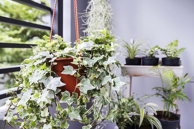 花卉图片及名称大全，常见绿植花卉及名称大全（100种常见花图鉴）