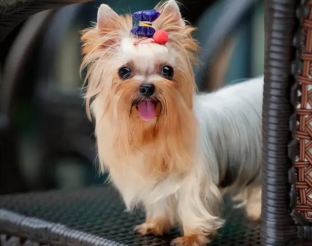 狗狗排行榜之“最可爱”的几种狗，种最可爱的泰迪熊犬种