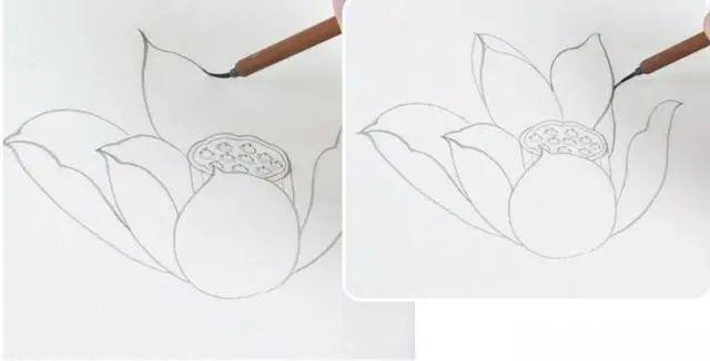 工笔画荷花的画法及步骤初学者，工笔荷花画法分享