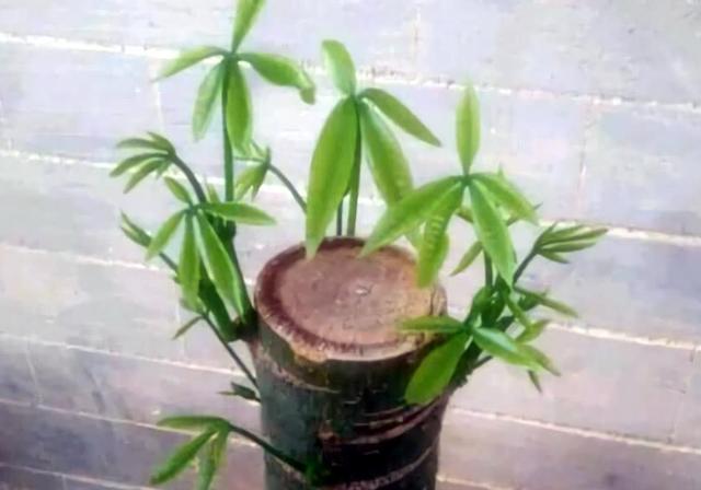 室内可以养的十大吉祥花，5种吉祥花