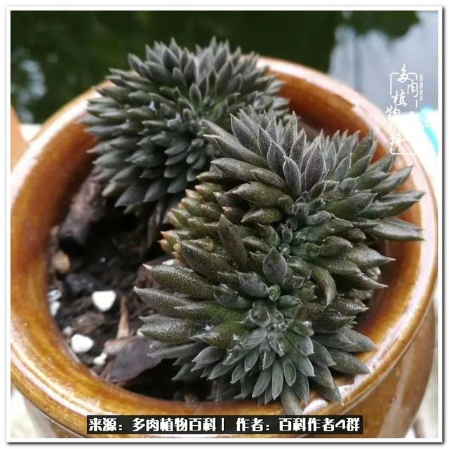 好养的容易上色的景天科多肉，景天科常见多肉图鉴不完全版D系列