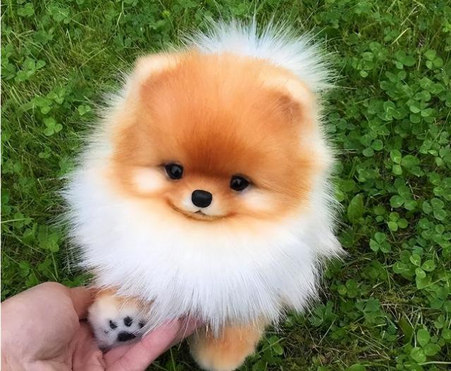 狗狗排行榜之“最可爱”的几种狗，种最可爱的泰迪熊犬种