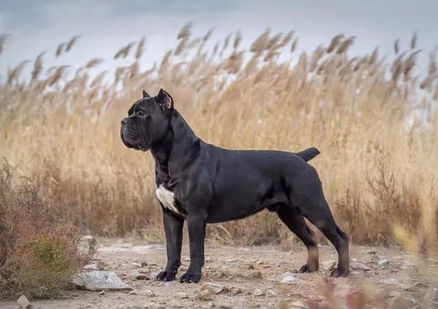 地表最凶猛的十大名犬，世上最凶猛的十大恶犬