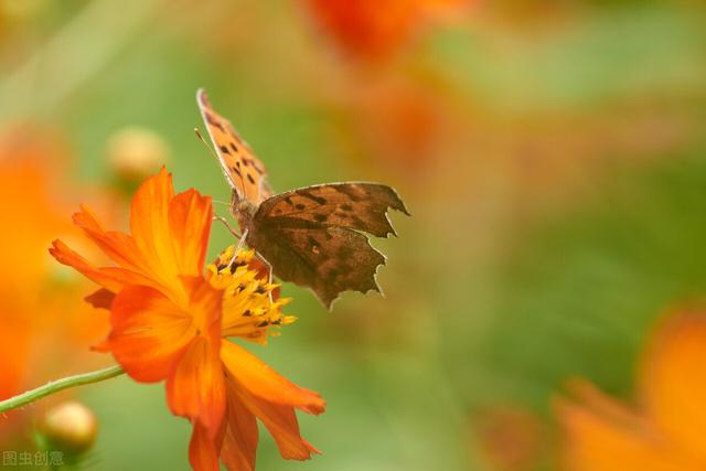 菊花有多少种颜色，各类菊花品种