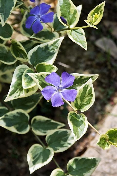 花卉图片及名称大全，常见绿植花卉及名称大全（100种常见花图鉴）